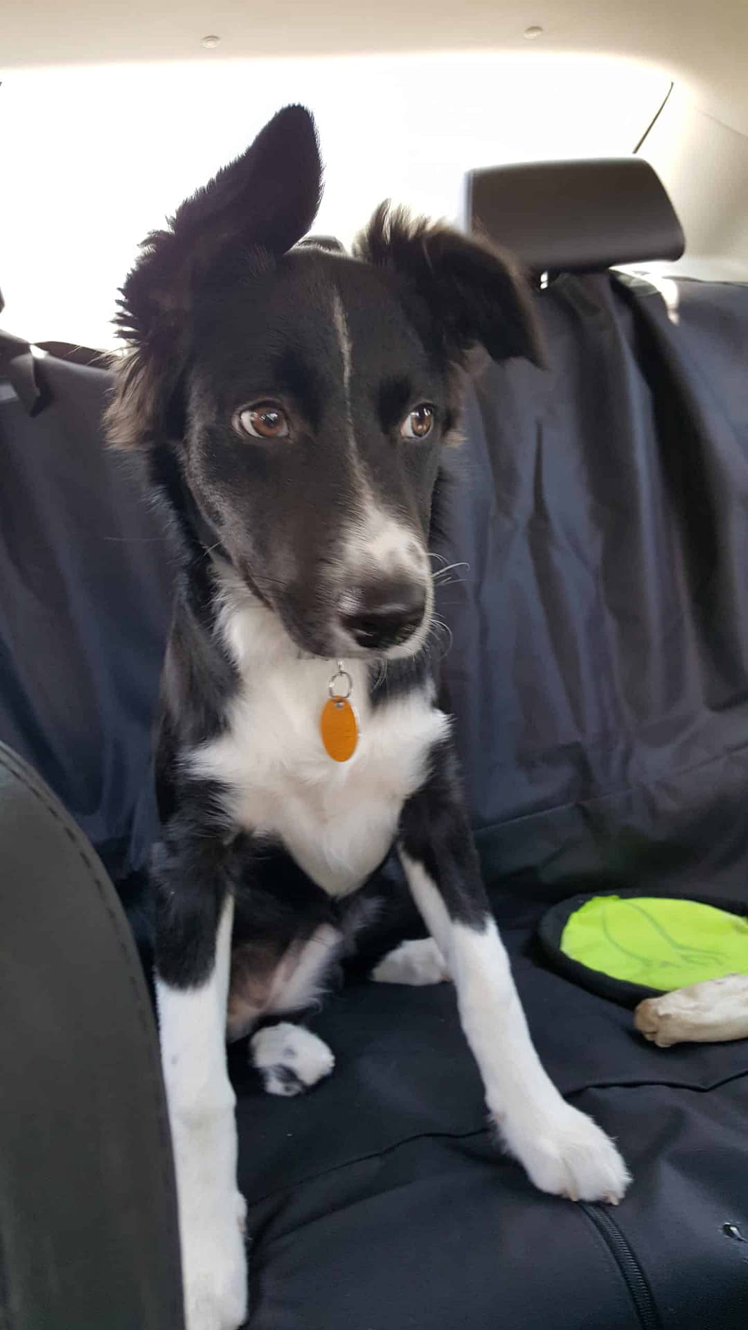 How Much Exercise Does A Border Collie Need Backseat