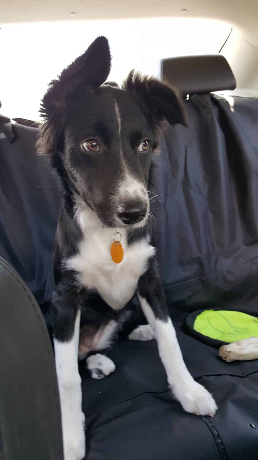 How Much Exercise Does A Border Collie Need Backseat Border Collie