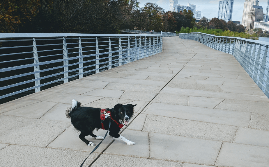 best collar for border collie