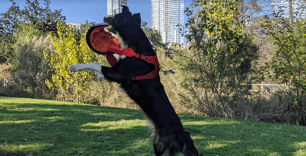 Border collie catching a frisbee in Austin