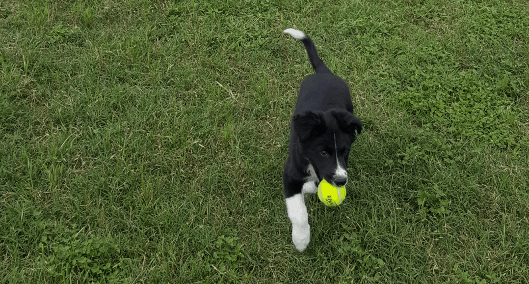 Tiny Border Collie learning fetch