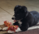 Training border collie puppy