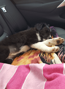 Border collie puppy in car