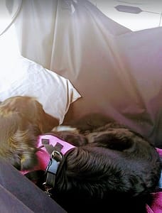 Border collie sleeping in backseat
