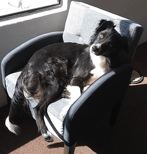 Border Collie in Guanajuato
