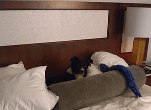 Dog in hotel bed
