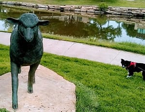 Baby chasing a fake sheep in San Angelo, TX