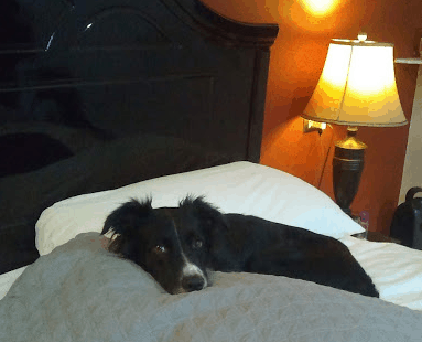 border collie sleeping on the bed on a pillow