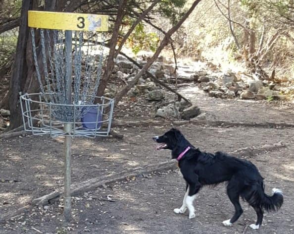 Disc golf border collie
