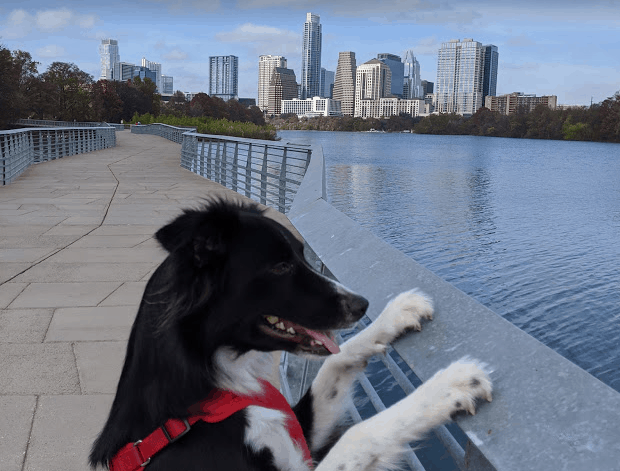 Border collie in Austin