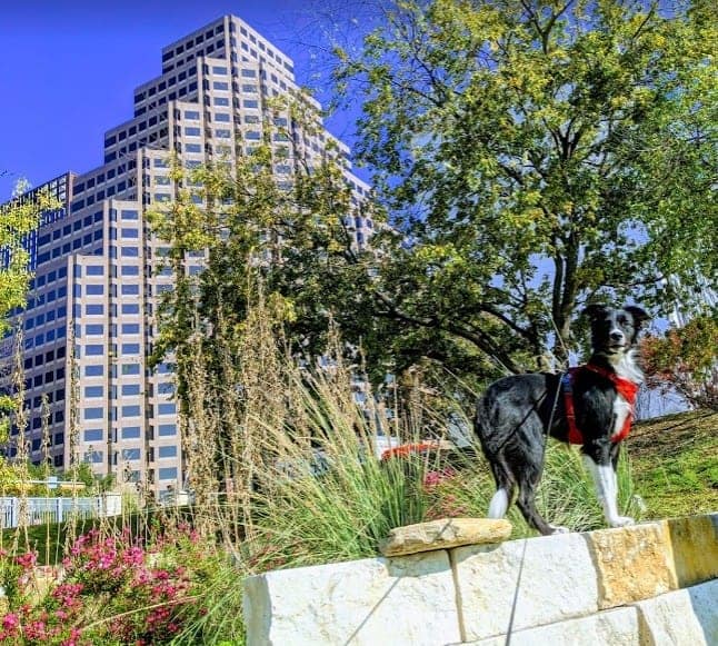 Downtown Austin showing off her jumping skills