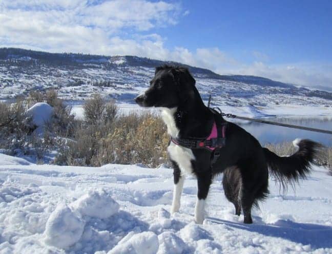 Baby loves the snow in Colorado