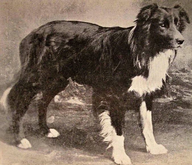Old Hemp Border Collie