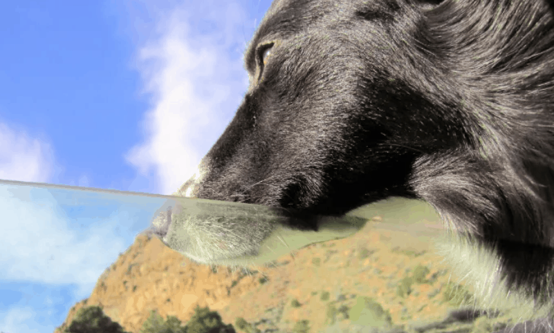 Border Collie Road Trip