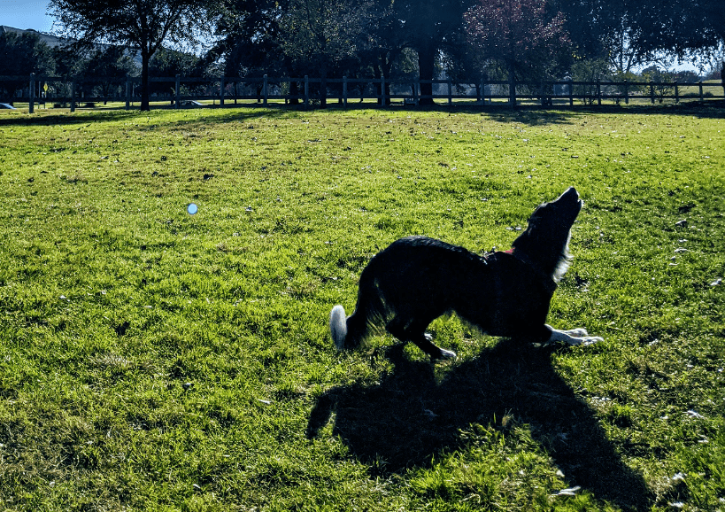 Intense Frisbee play