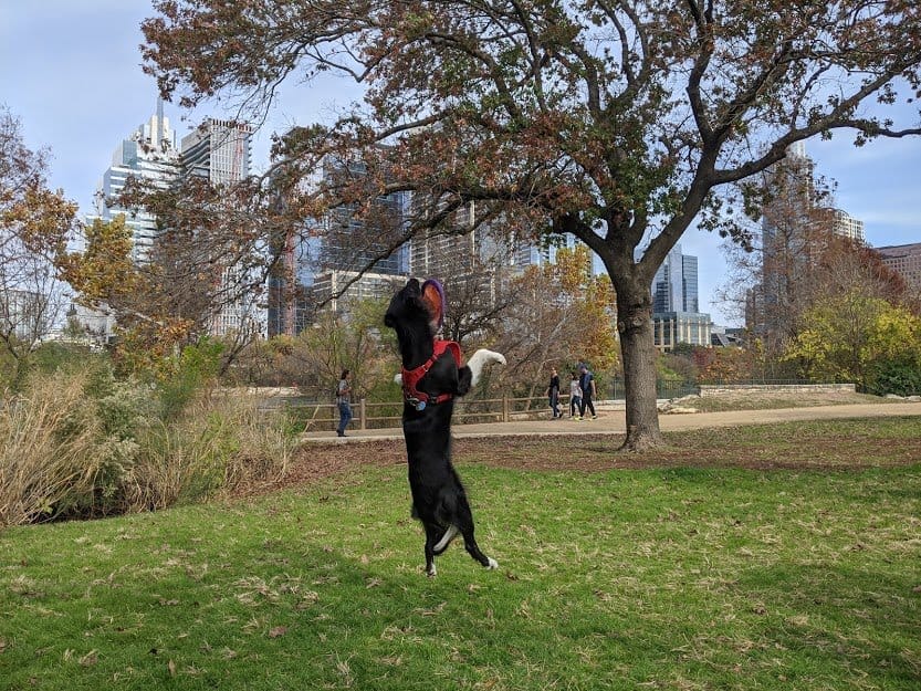 Baby performing tricks in Austin, Texas