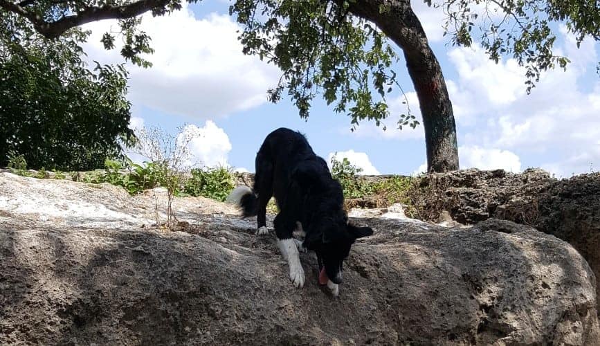 Baby at Zilker Park in Austin, TX