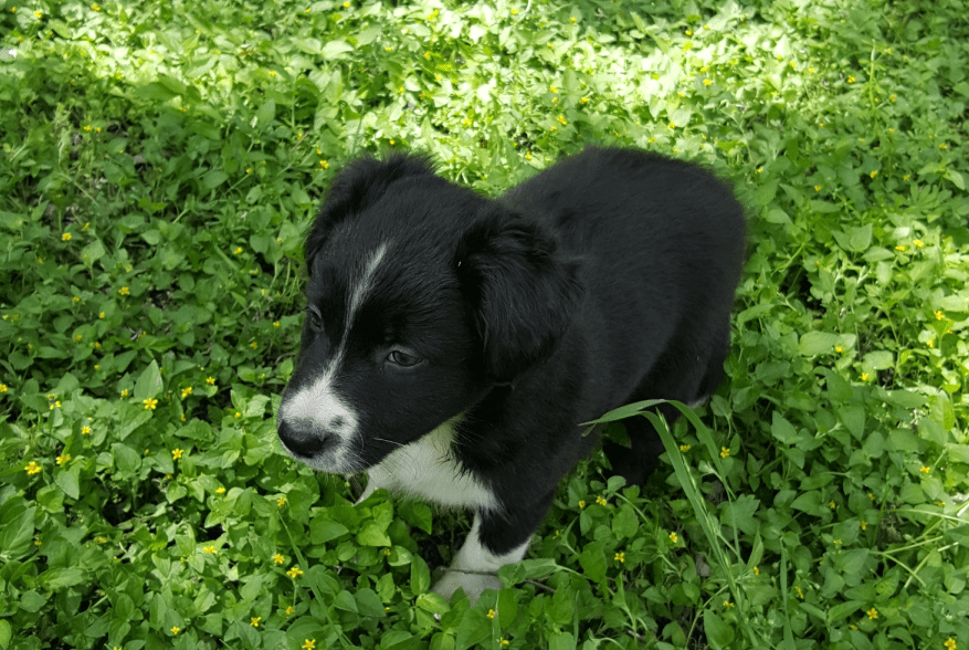 border collie puppy standing in the grass