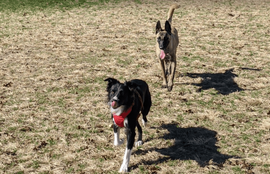 border collie puppy socialization