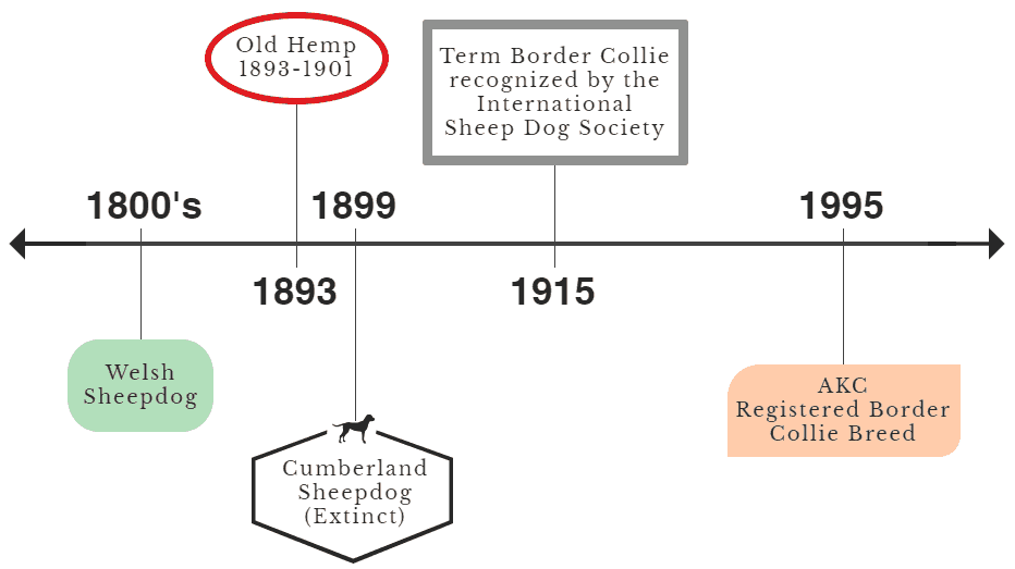 Border Collie History Timeline