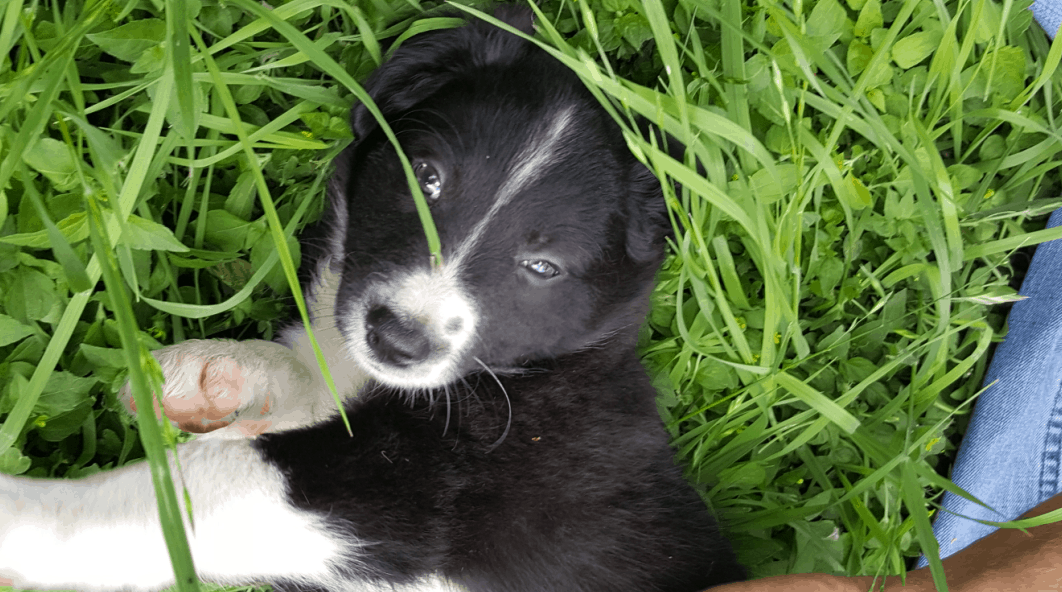 Short hair border collie puppy cheap