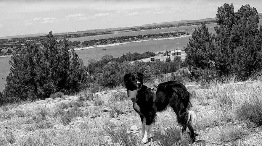 Cumberland collie sales